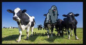 cow (1)