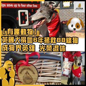 有趣動物 2