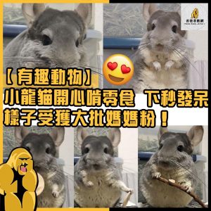 有趣動物 7