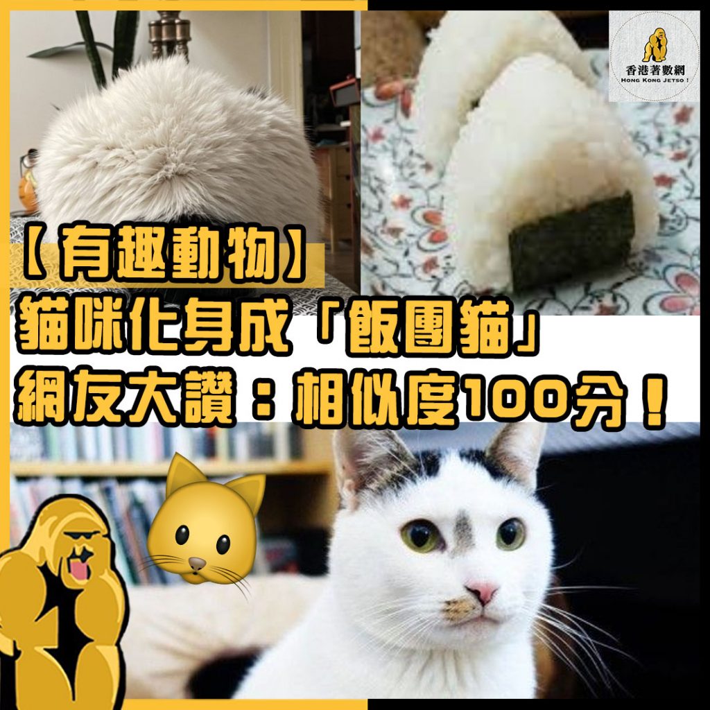 有趣動物12