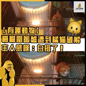 有趣動物13