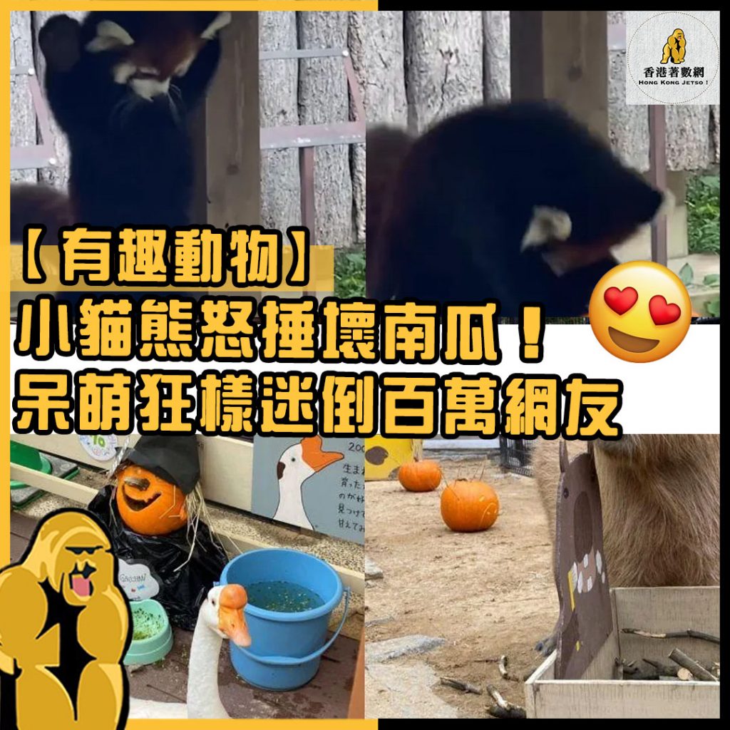 有趣動物14