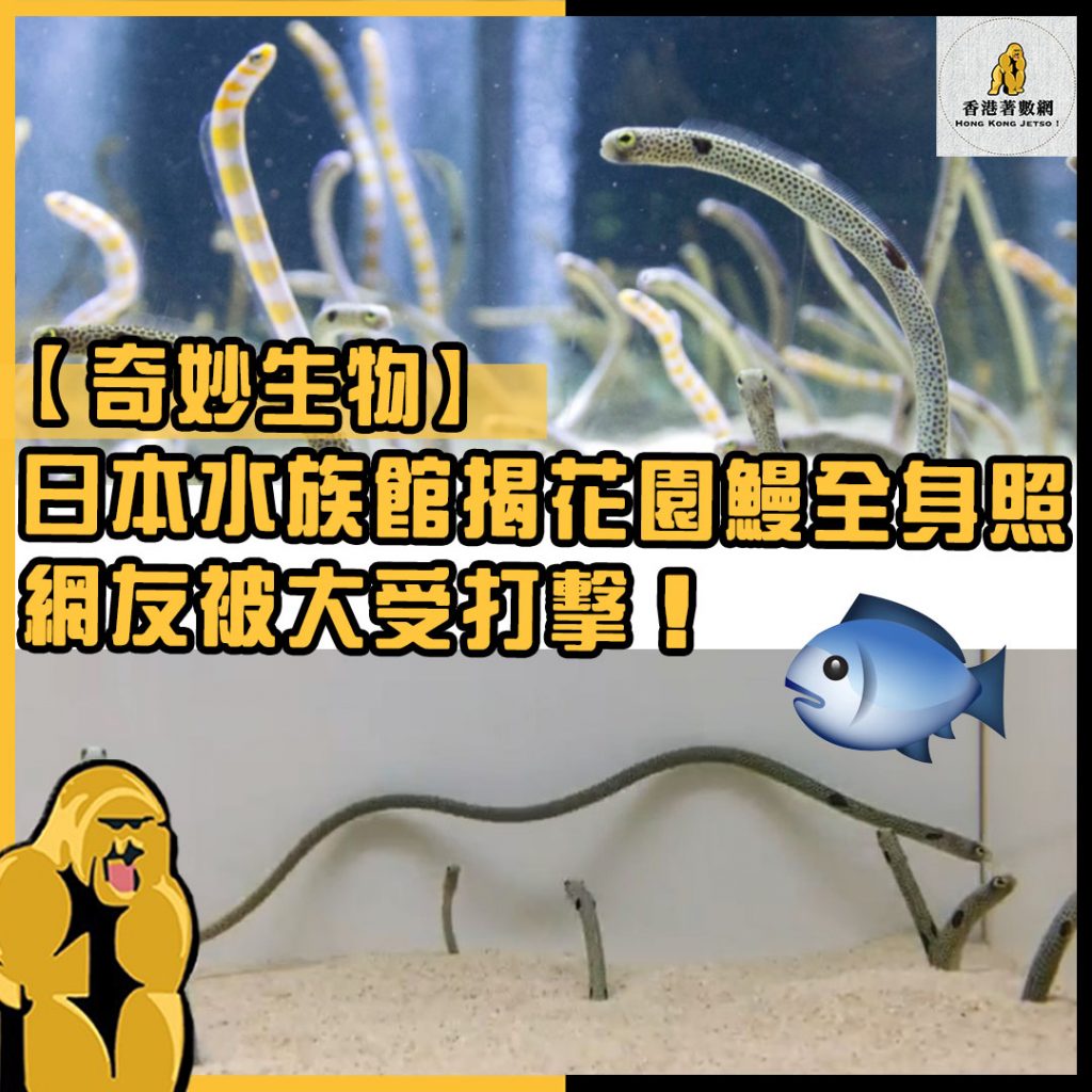 奇妙生物