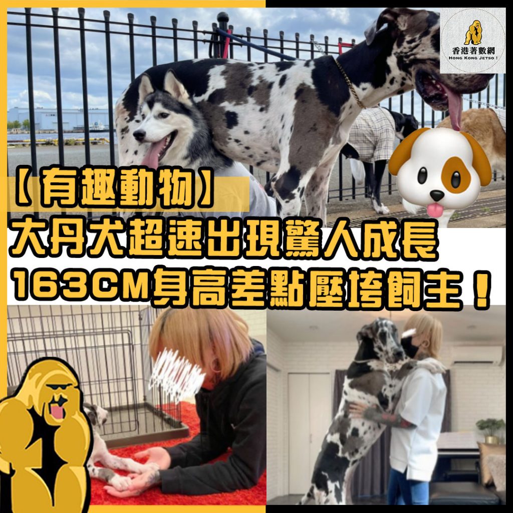 有趣動物19
