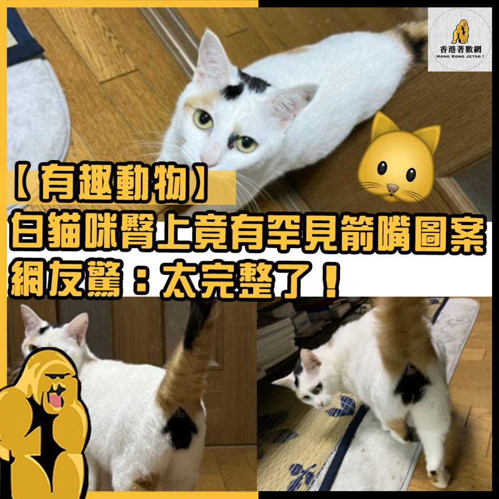 有趣動物20