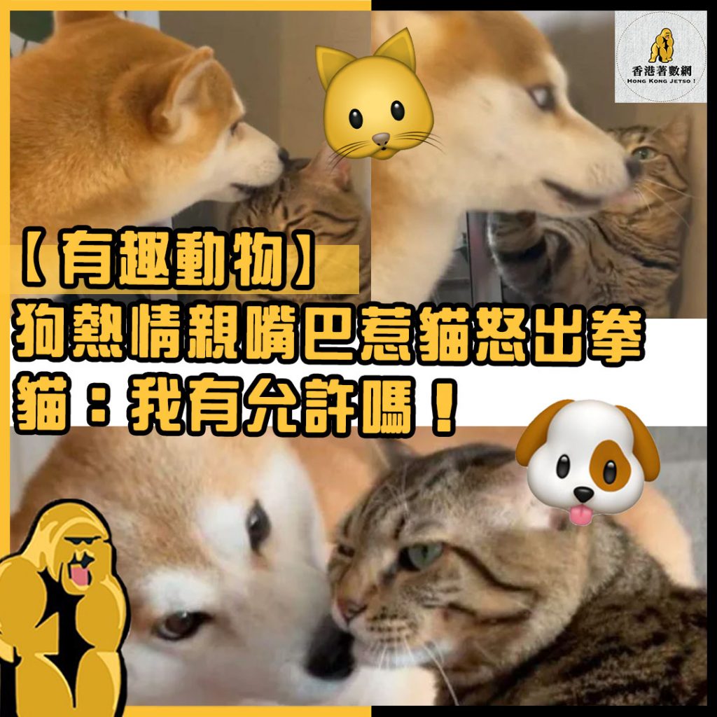 有趣動物21