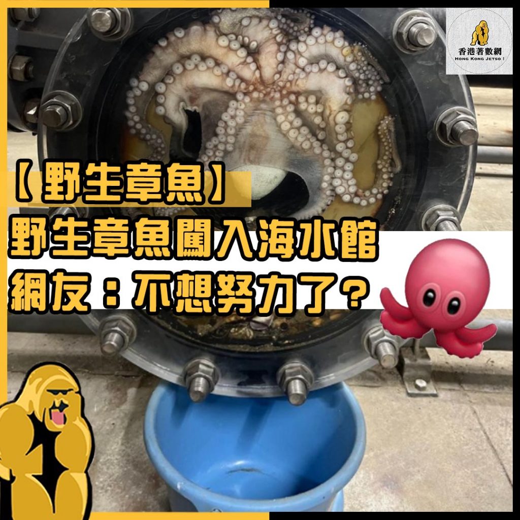 野生章魚