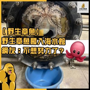 野生章魚