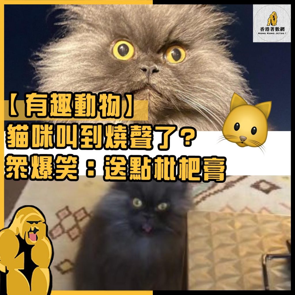 有趣動物35