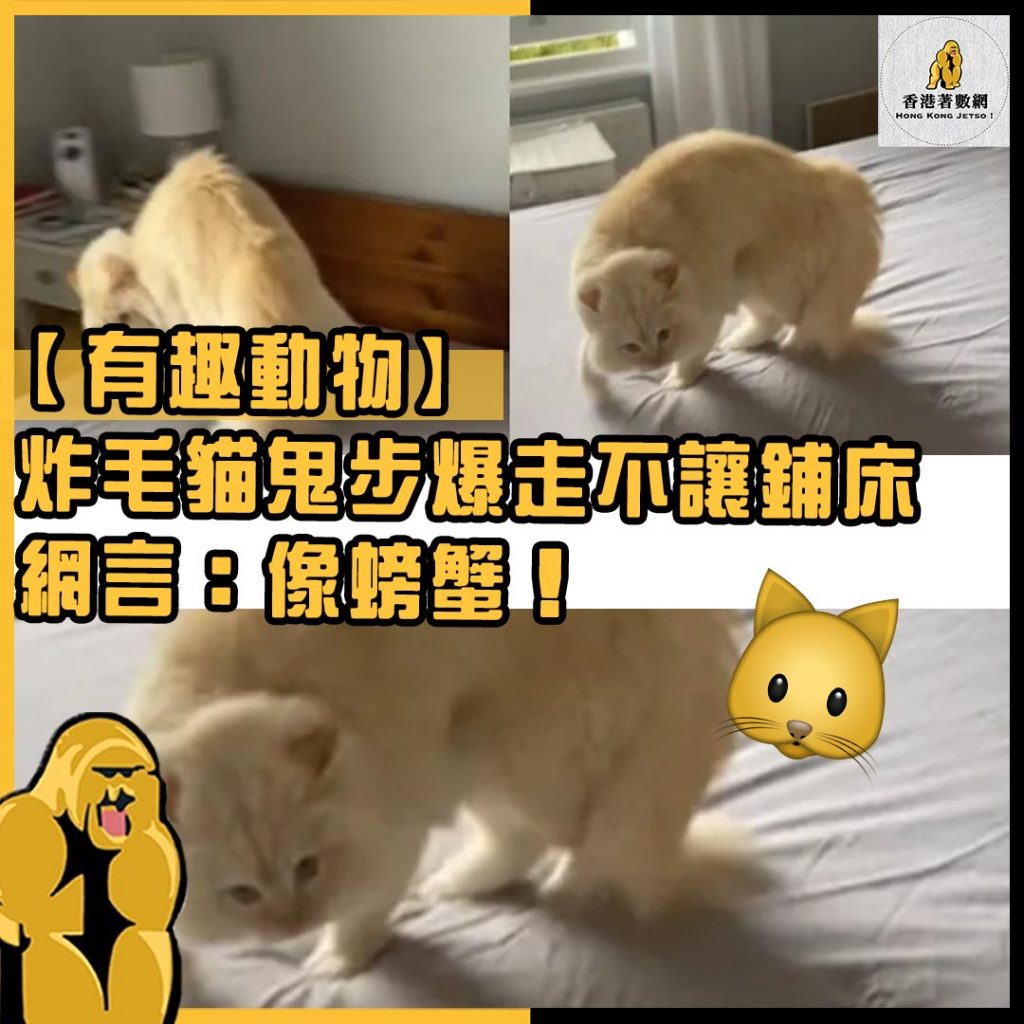 有趣動物36