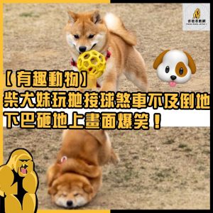 有趣動物38