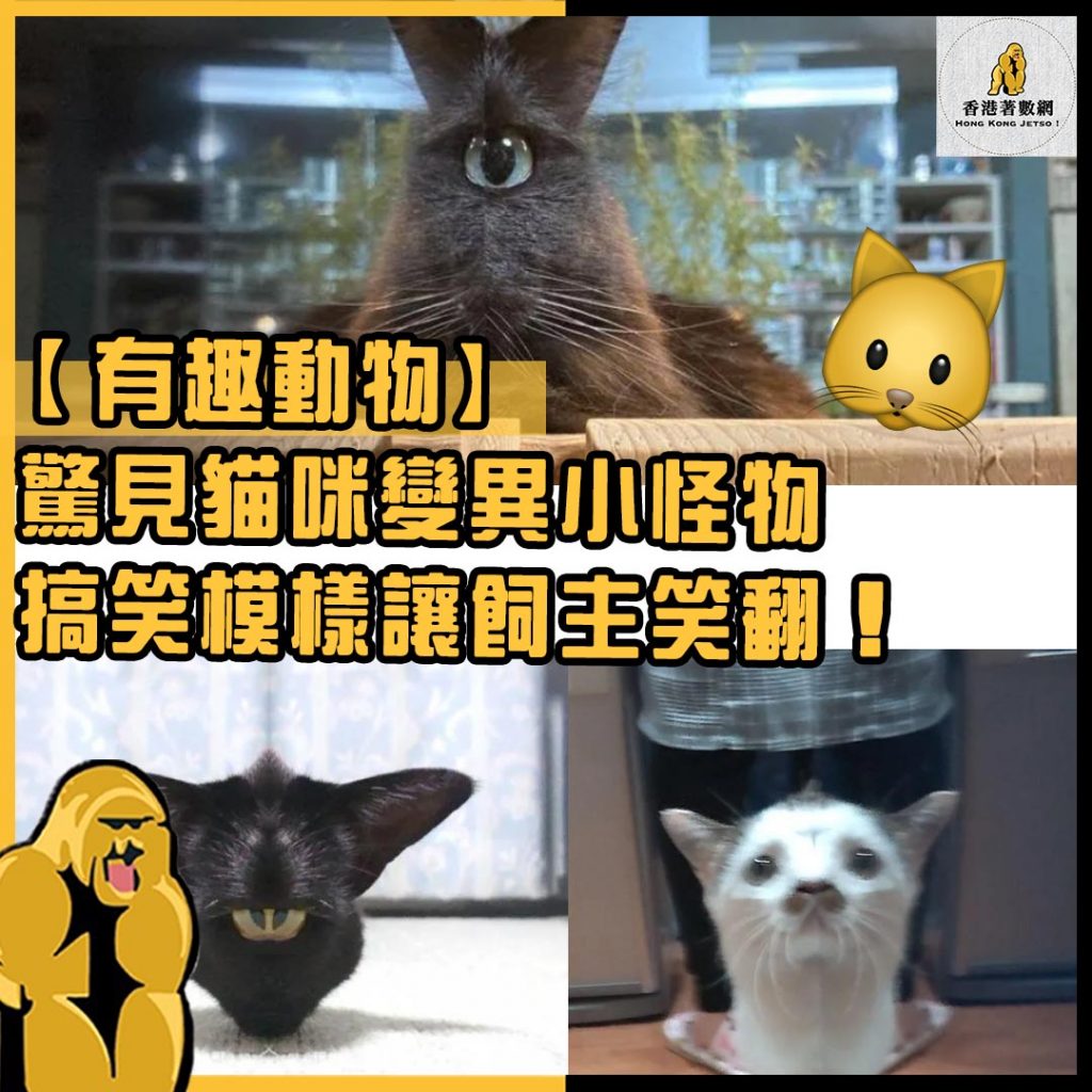 有趣動物39