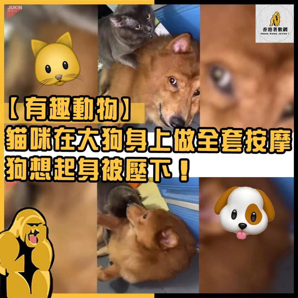 有趣動物41