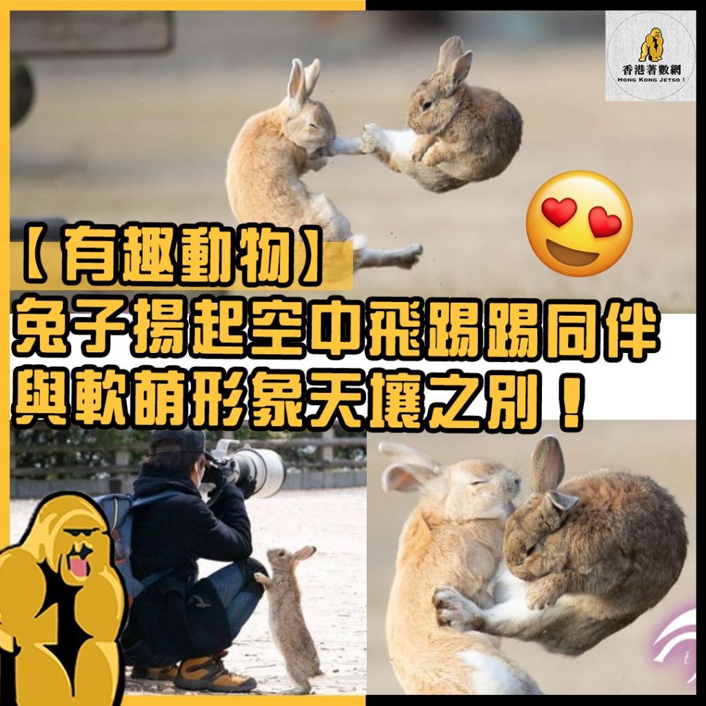 有趣動物42