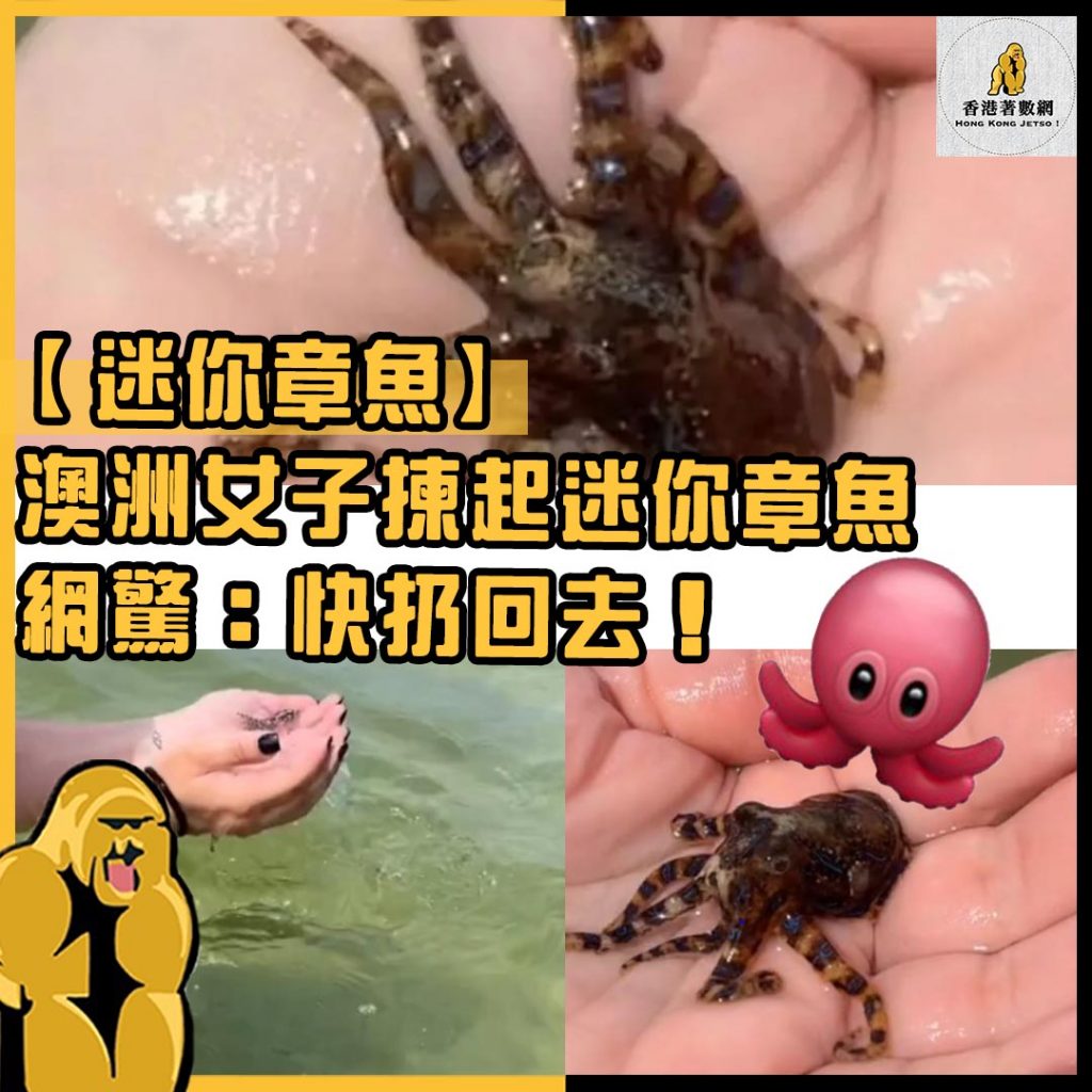迷你章魚