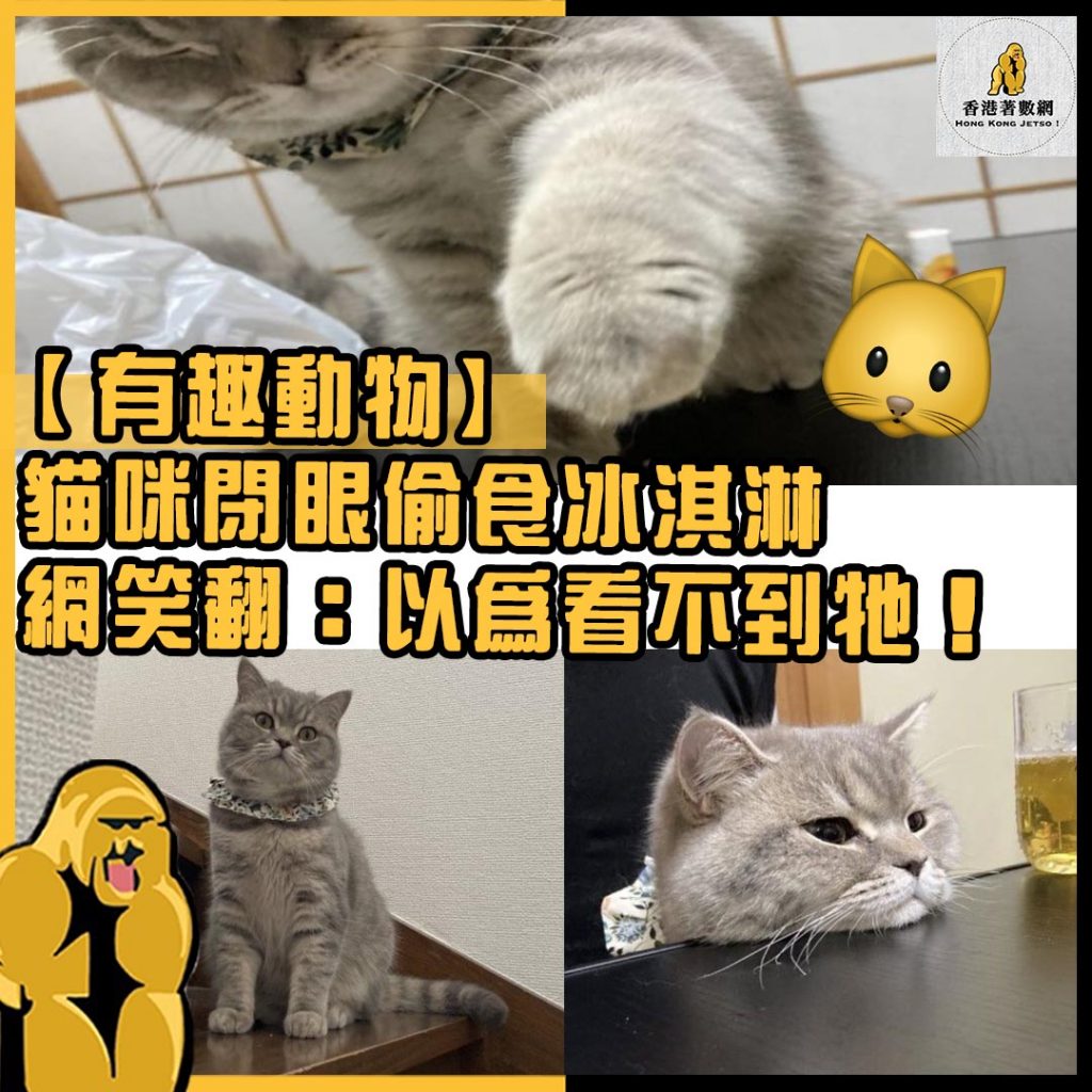 有趣動物43