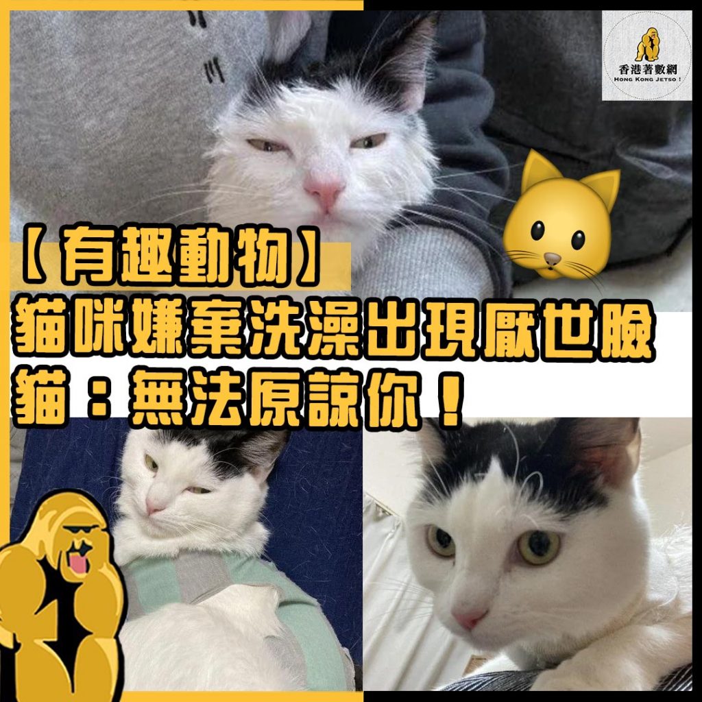 有趣動物44