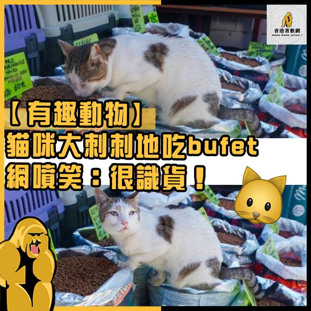 有趣動物46
