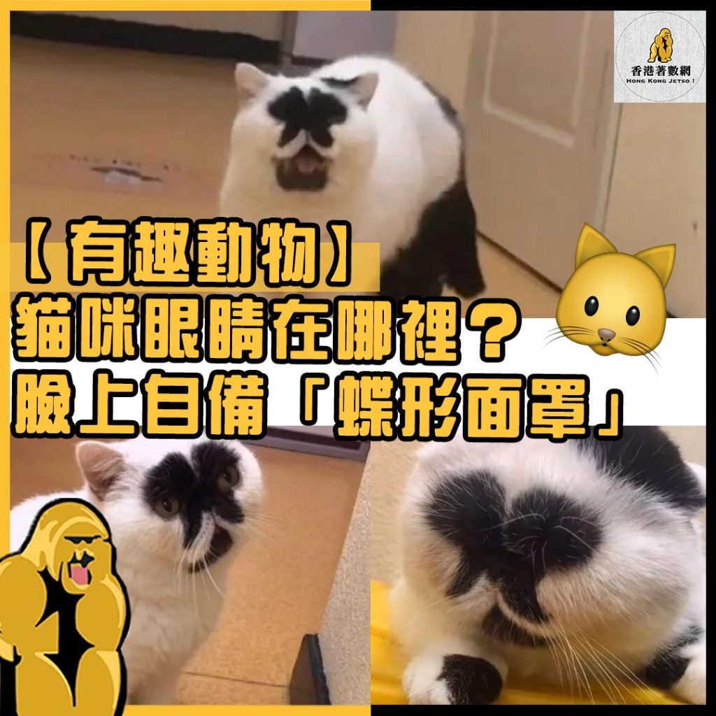 有趣動物49