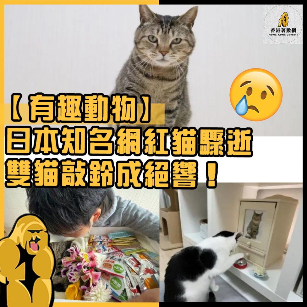 有趣動物50