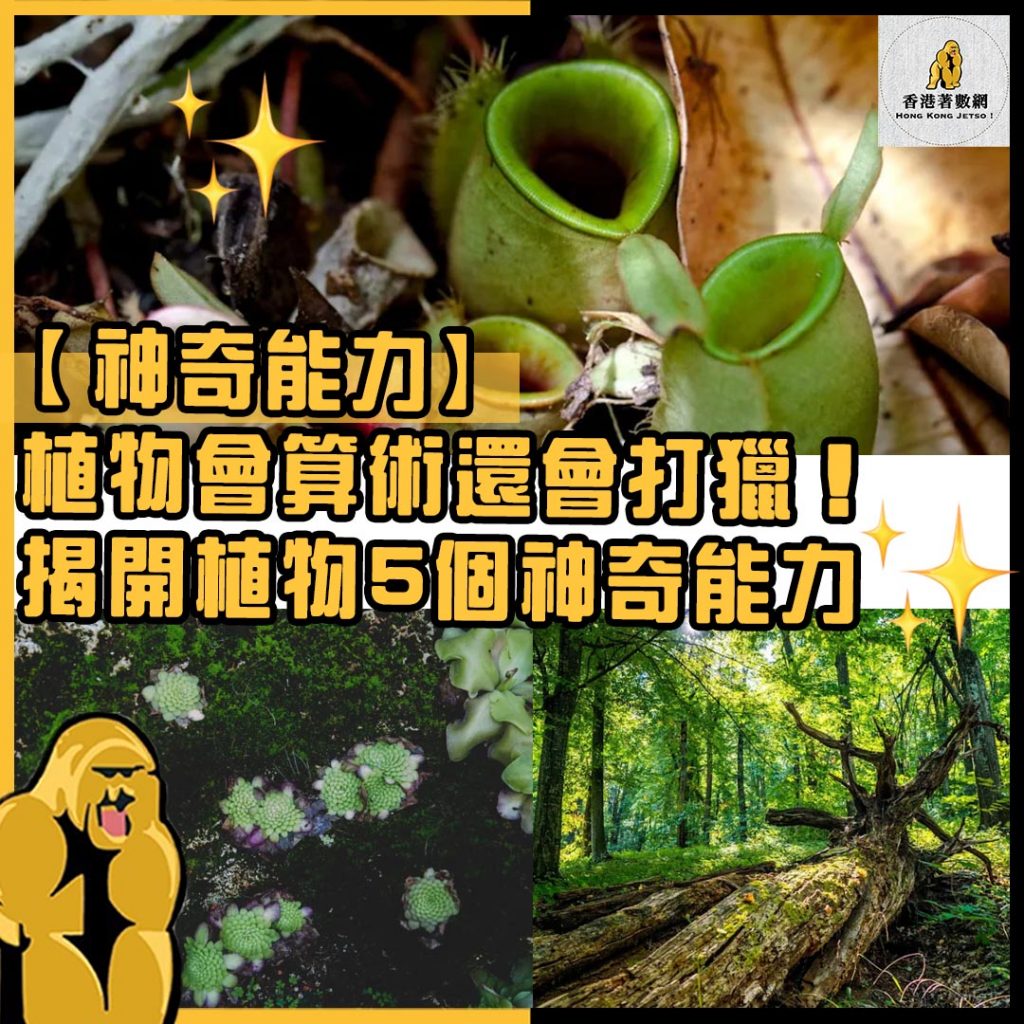神奇能力