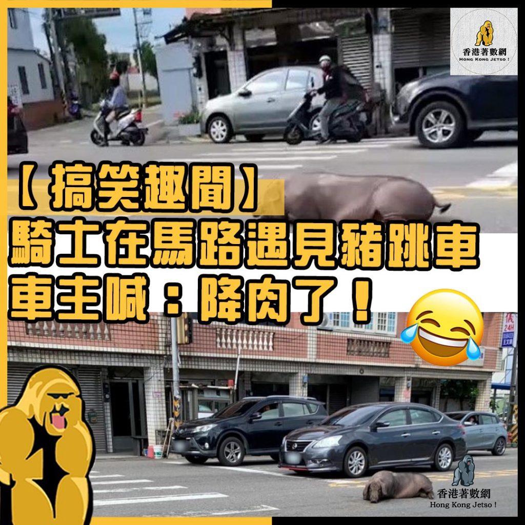 有趣動物54