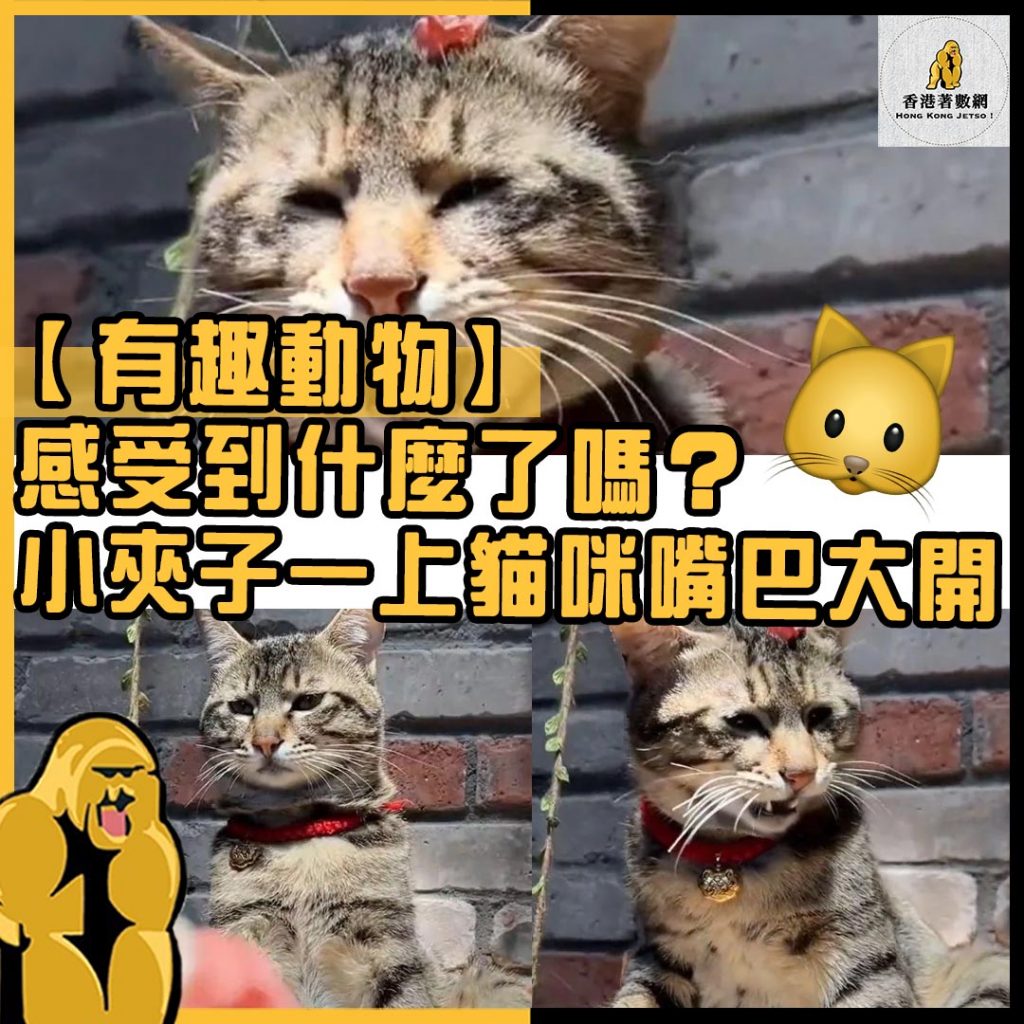 有趣動物55