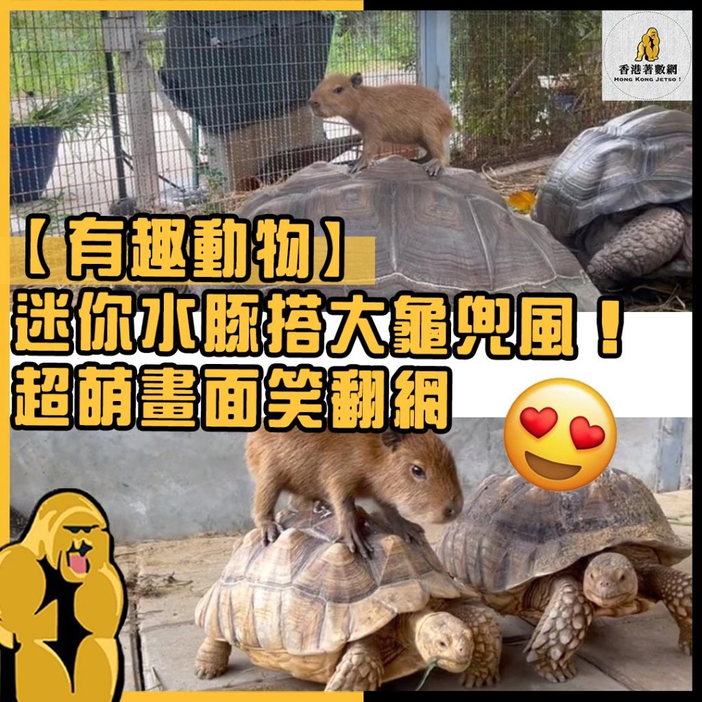 有趣動物56