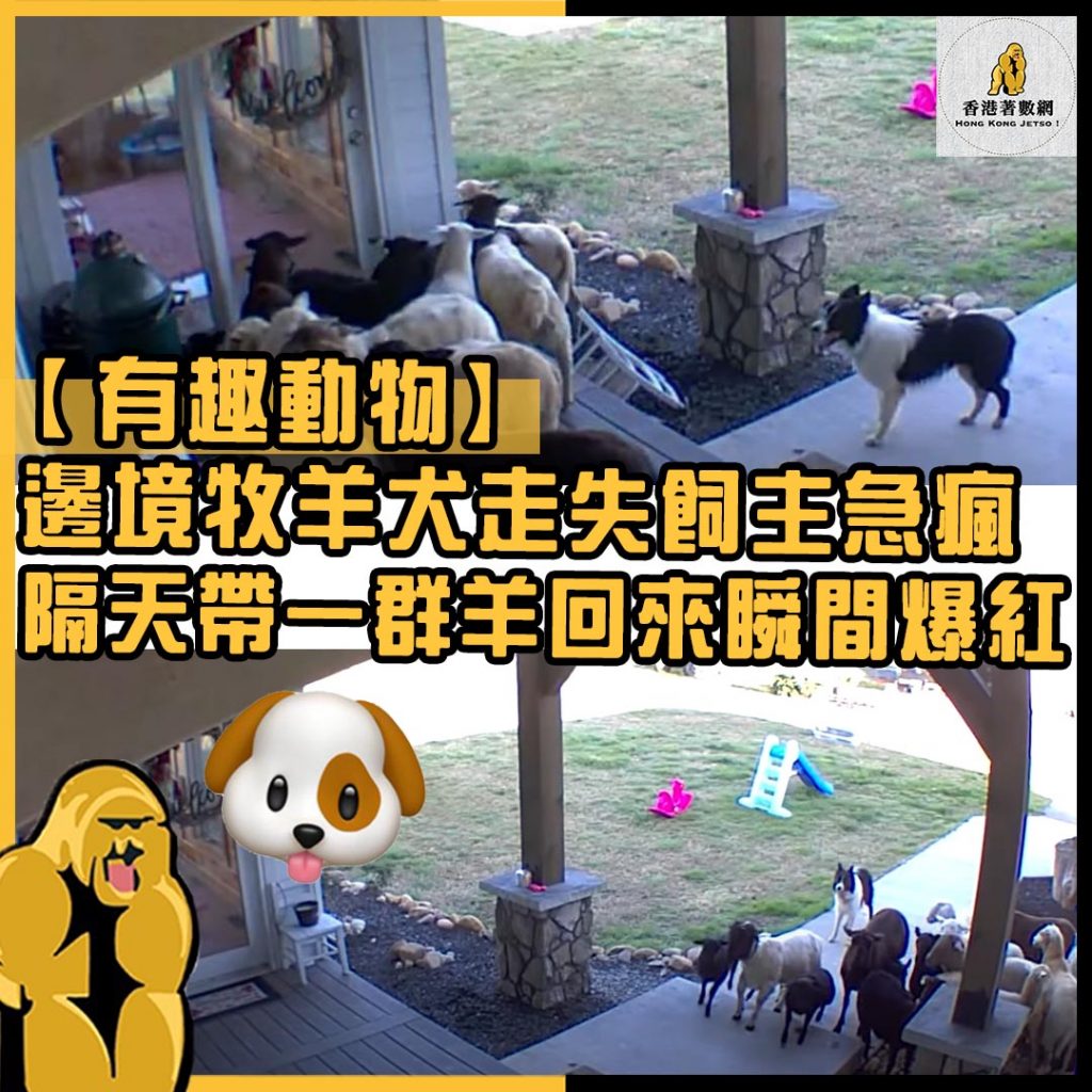 有趣動物60