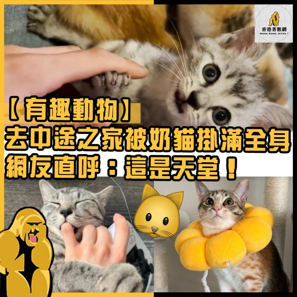 有趣動物61