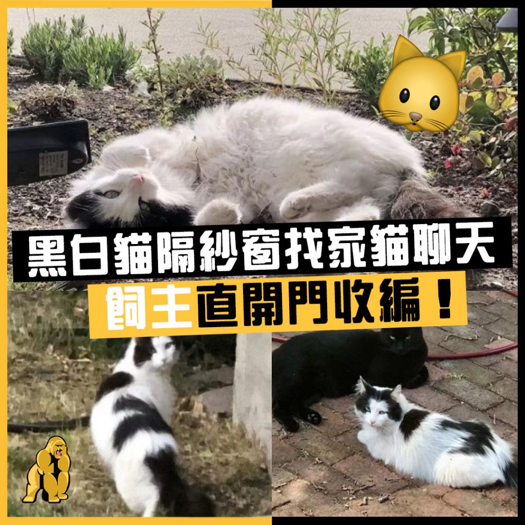家貓聊天