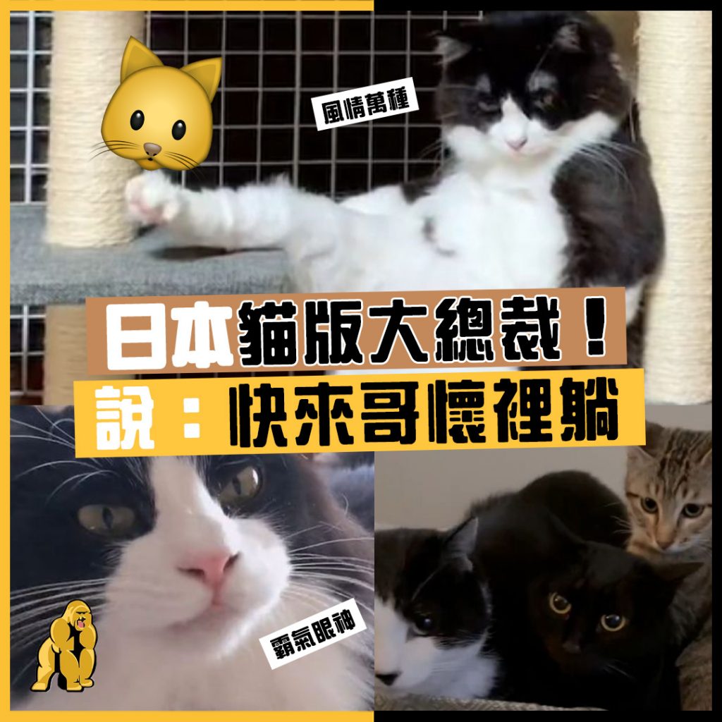 日本貓版大總裁