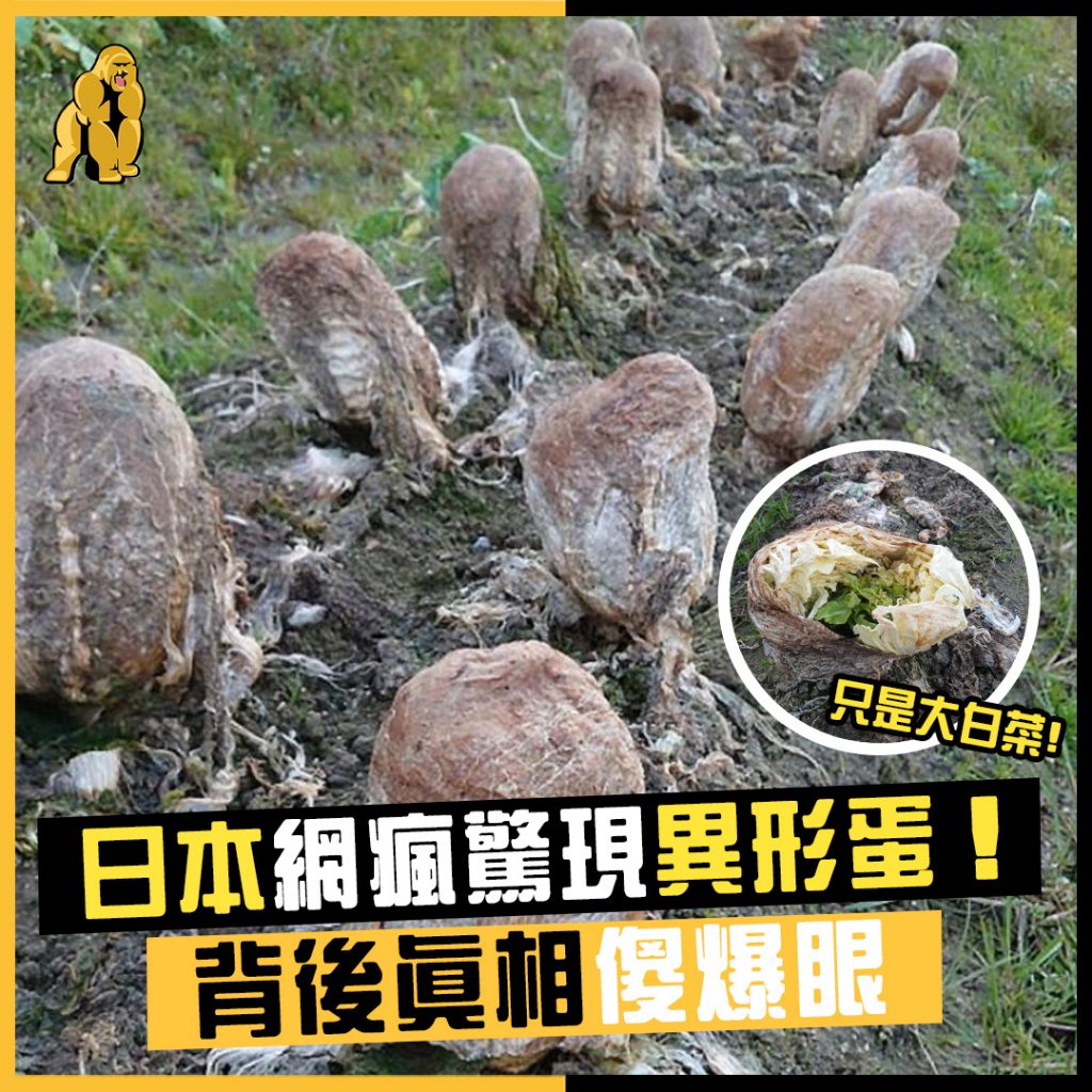 異形蛋