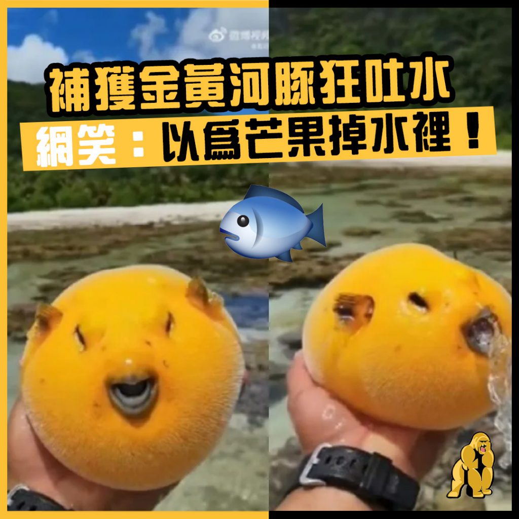 補獲金黃河豚狂吐水