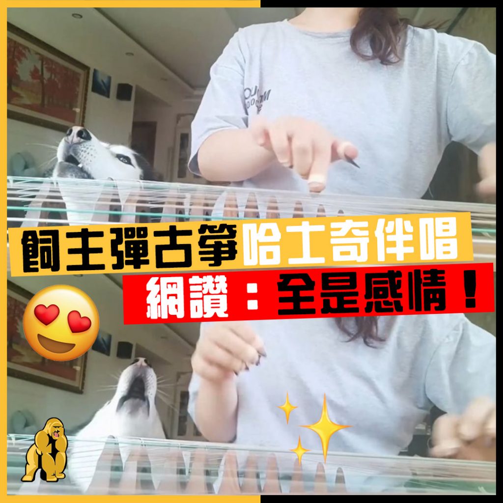 哈士奇