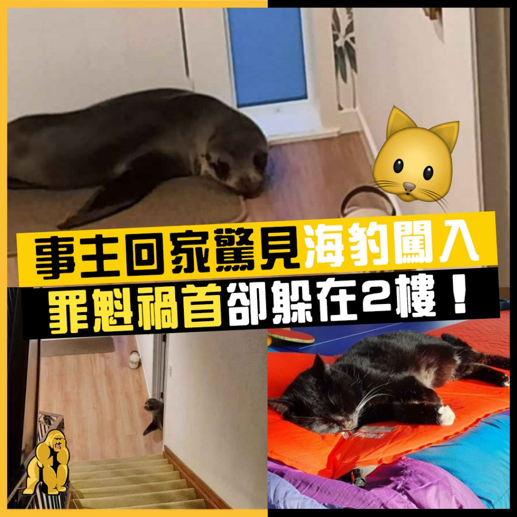 海豹