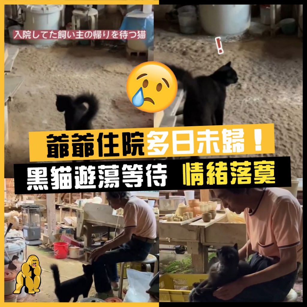 黑貓